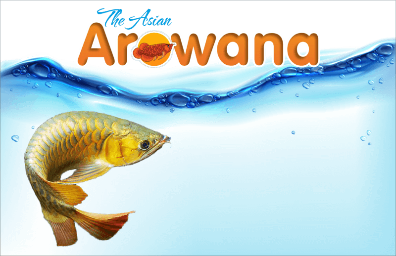 The Asian Arowana